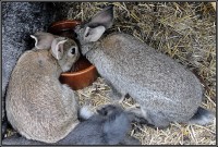 /album/fauna-na-chalupe-/zajko-1-jpg/